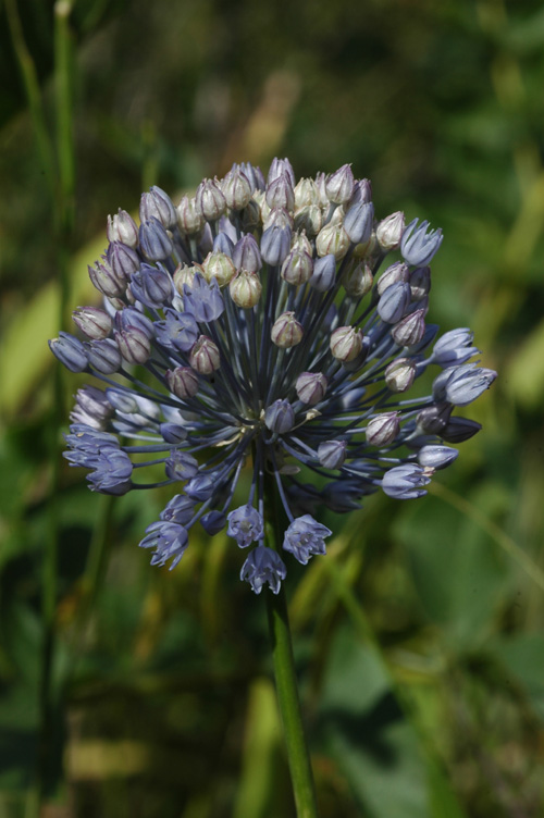 Image of Allium caesium specimen.