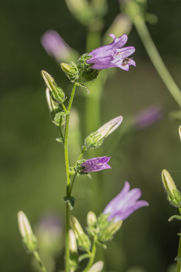 Image of Campanula komarovii specimen.