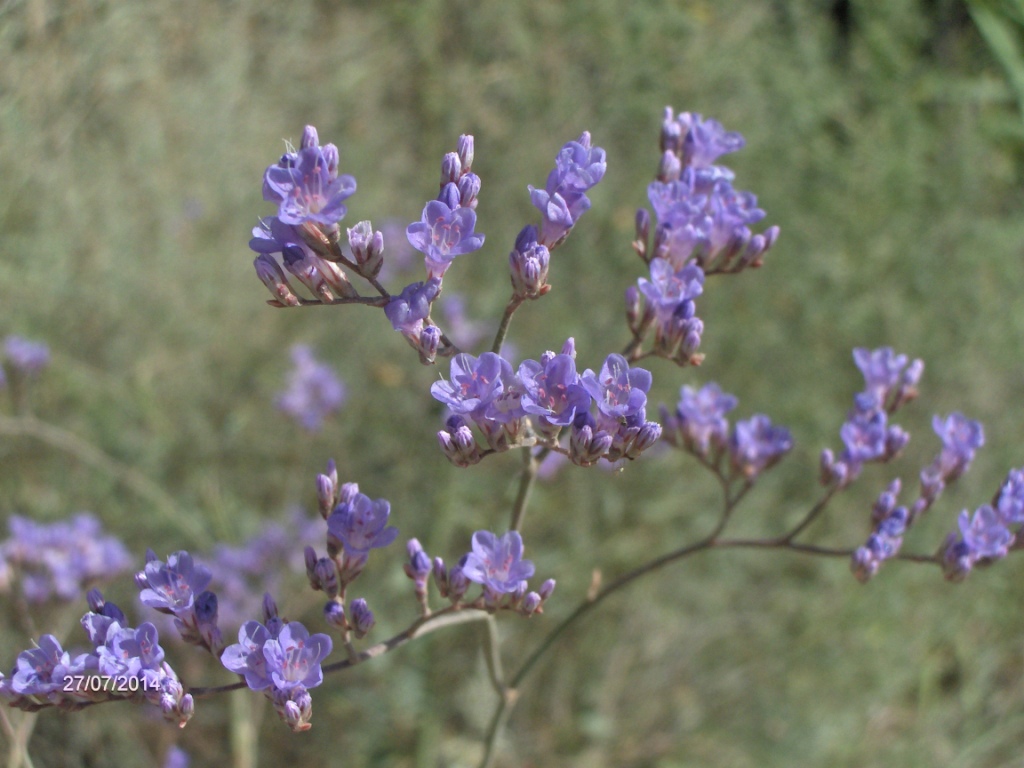 Изображение особи Limonium gmelinii.