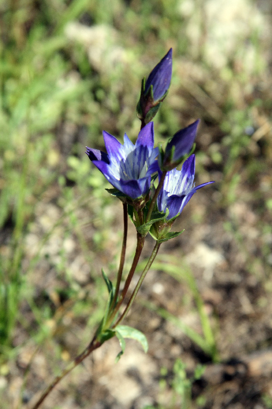 Image of Gentiana olivieri specimen.