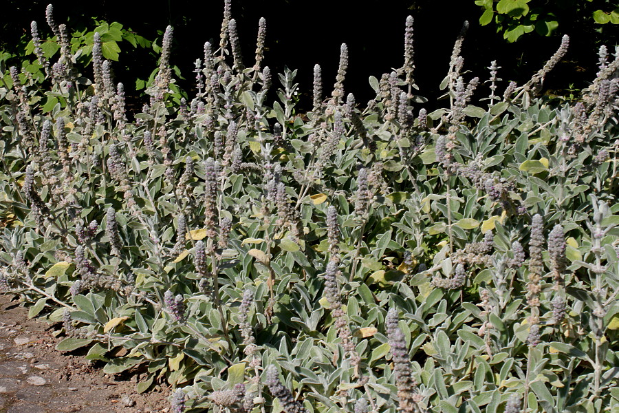 Изображение особи Stachys byzantina.