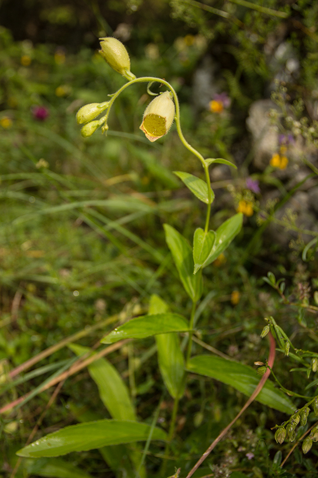 Image of Digitalis grandiflora specimen.