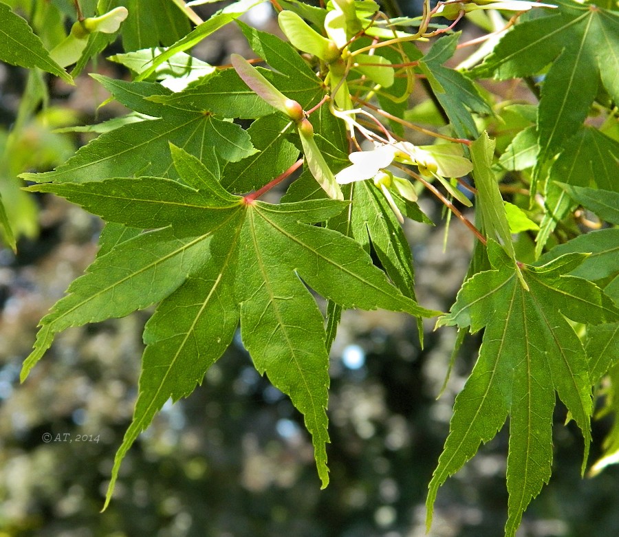 Image of Acer palmatum specimen.