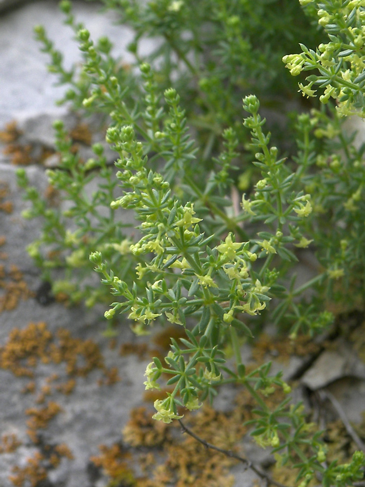 Image of Galium brachyphyllum specimen.