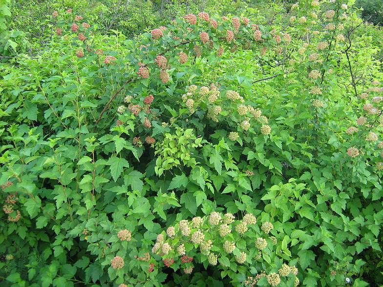 Изображение особи Physocarpus opulifolius.