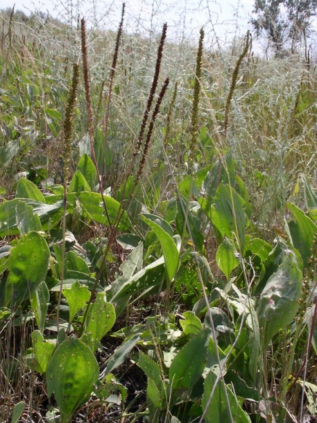 Image of Plantago cornuti specimen.