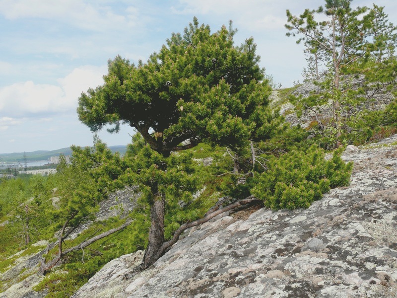 Image of Pinus friesiana specimen.