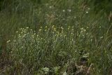 Helichrysum arenarium. Куртина цветущих растений в степи на склоне балки южной экспозиции. Белгородская обл., окр. пос. Борисовка, Острасьев Яр. 30.06.2009.