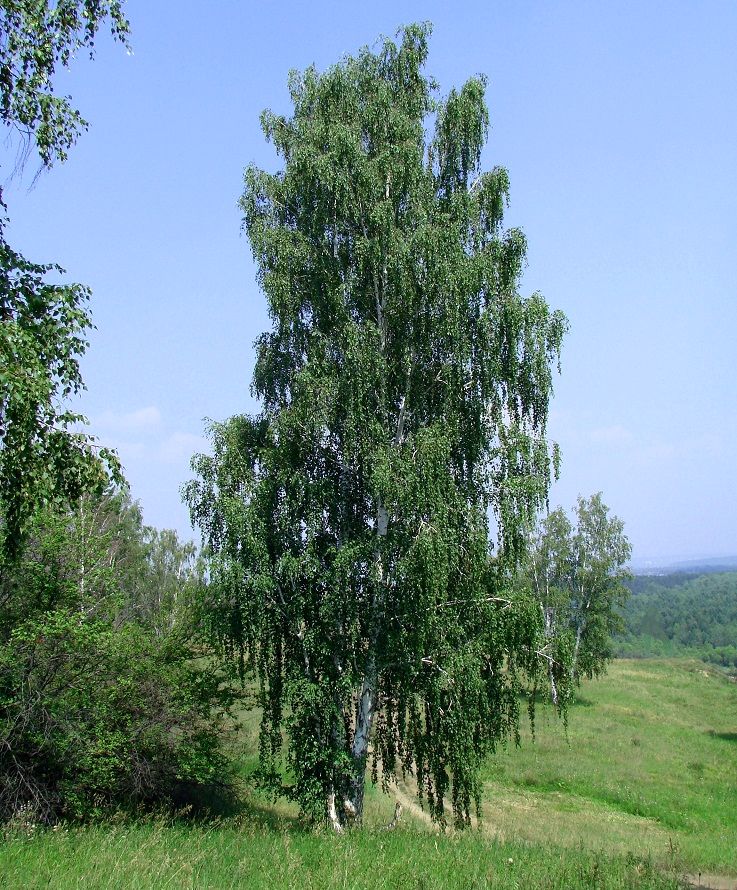 Изображение особи Betula pendula.