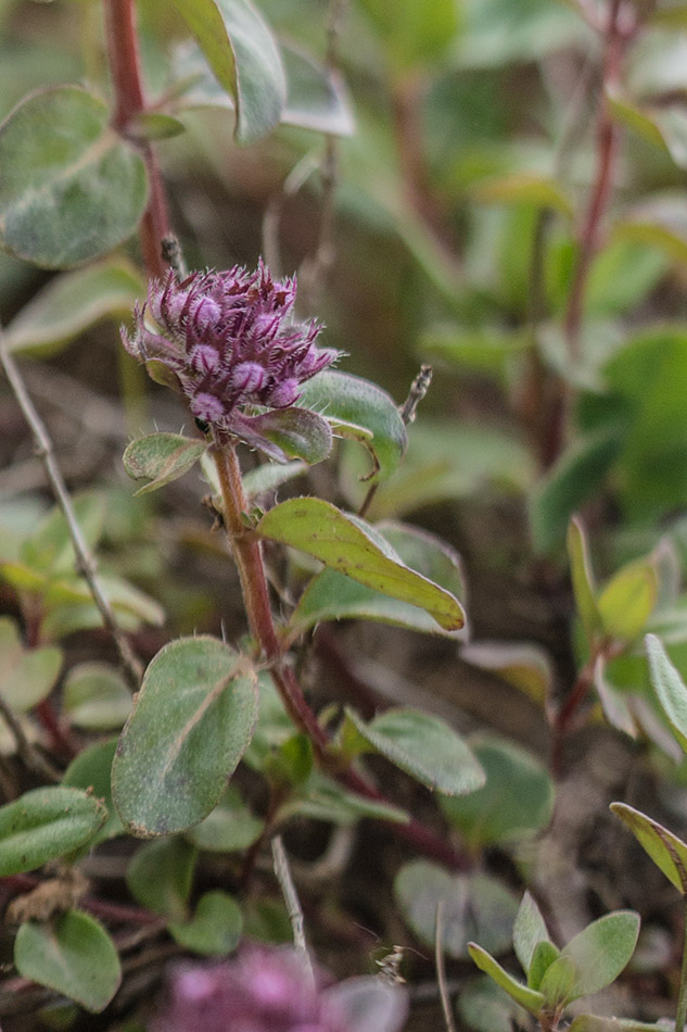 Изображение особи род Thymus.