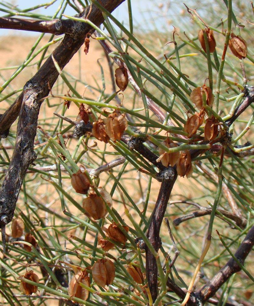 Image of Calligonum aphyllum specimen.