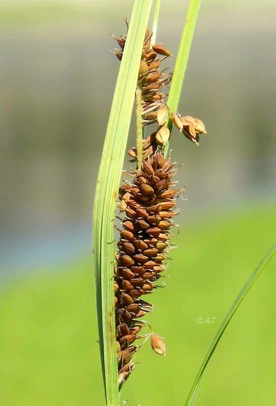 Image of genus Carex specimen.