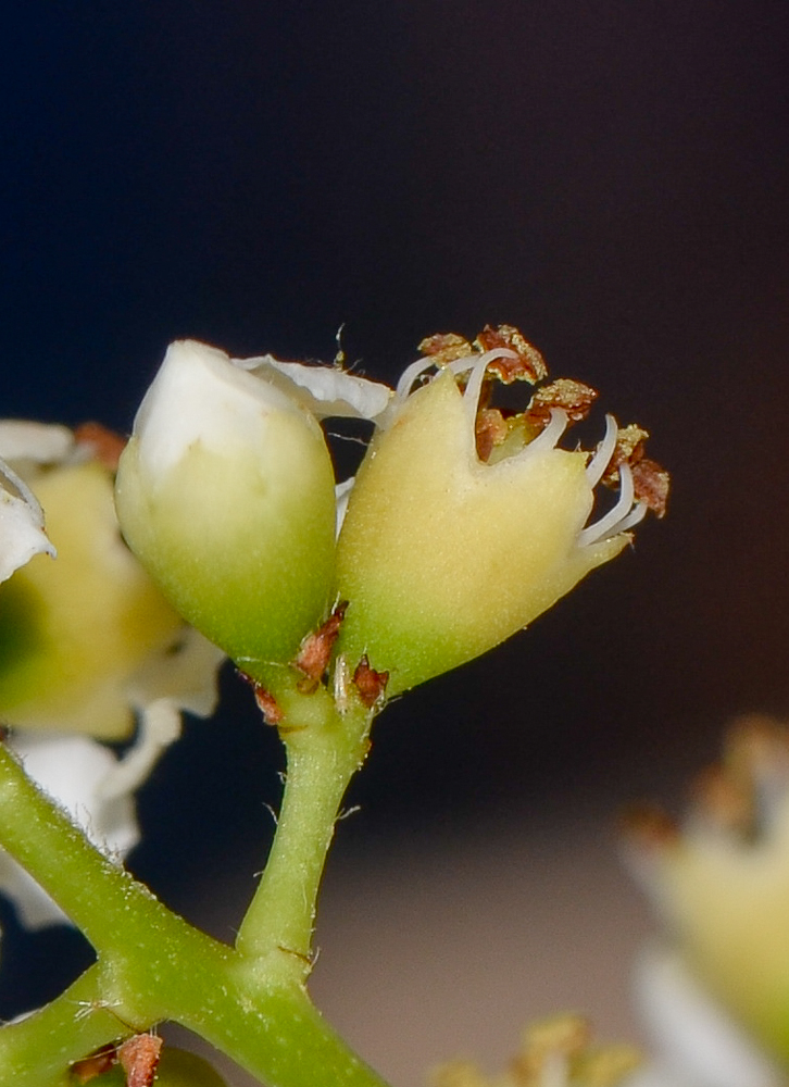 Image of Heteromeles arbutifolia specimen.