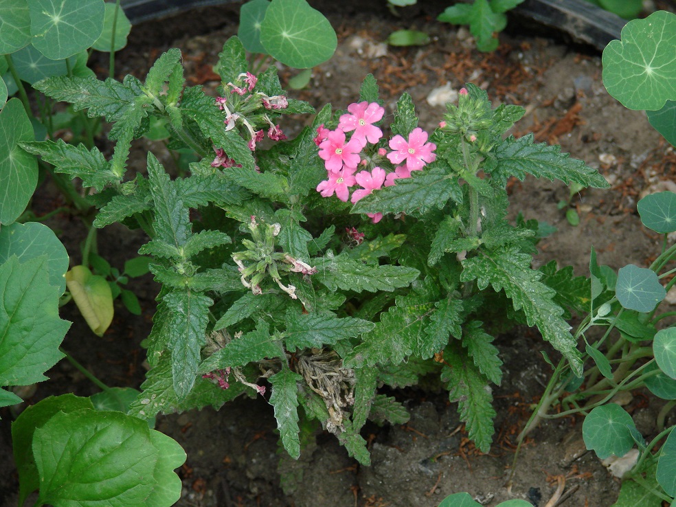 Image of Glandularia &times; hybrida specimen.