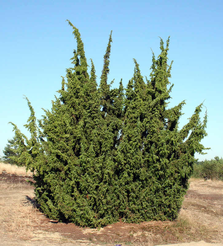 Изображение особи Juniperus communis.