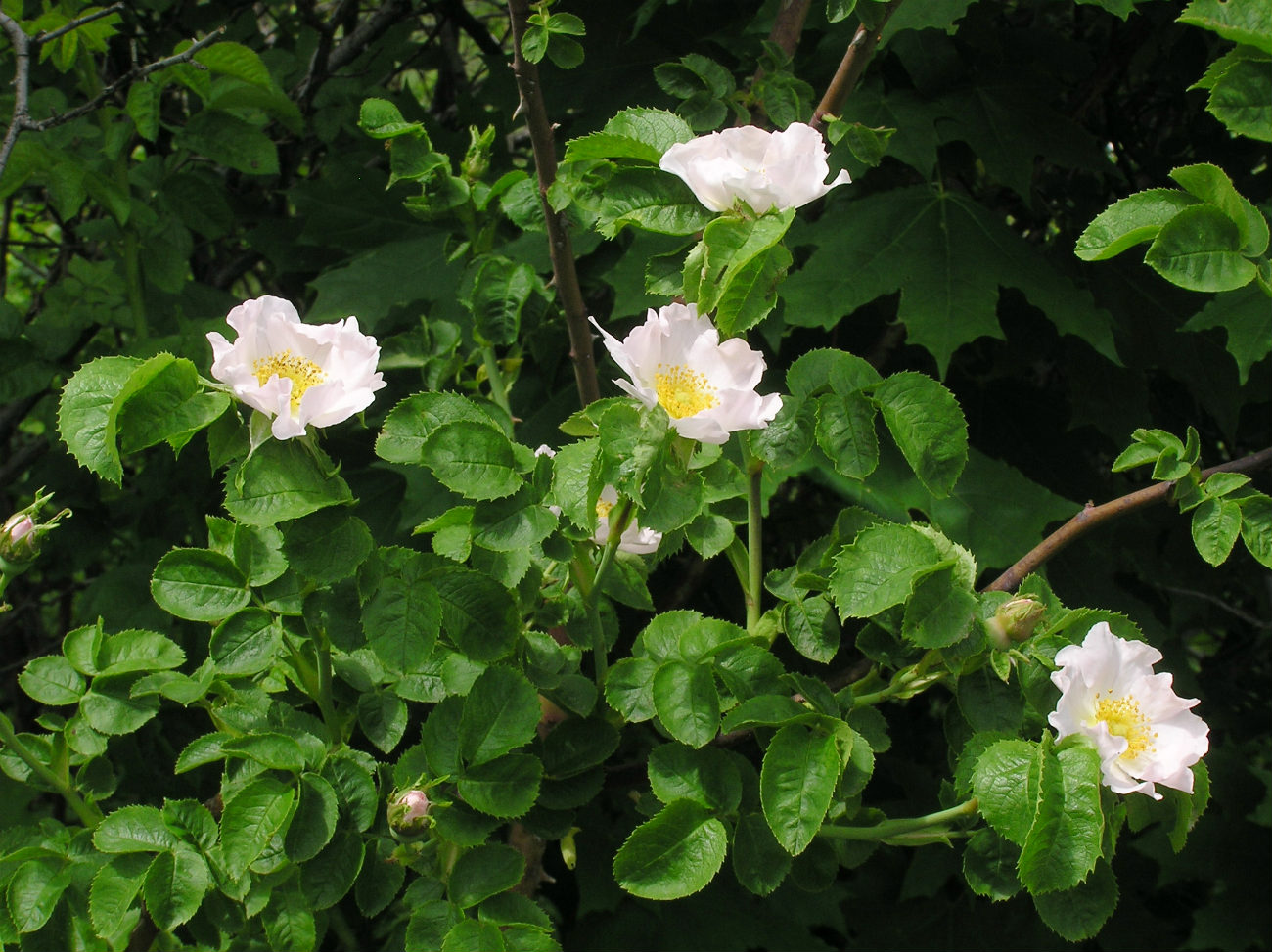 Image of genus Rosa specimen.