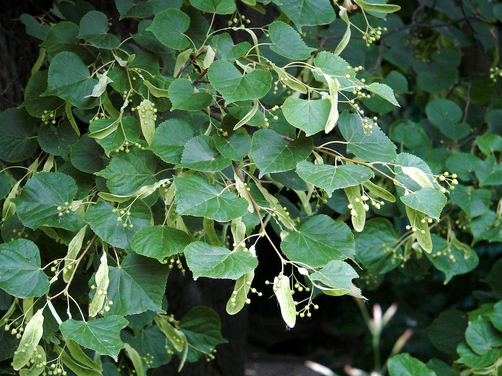 Image of Tilia cordata specimen.