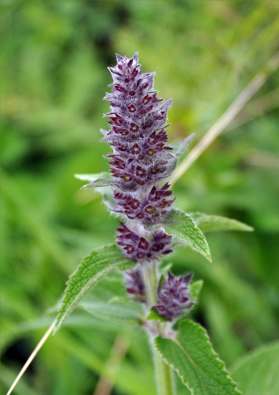 Image of Stachys balansae specimen.