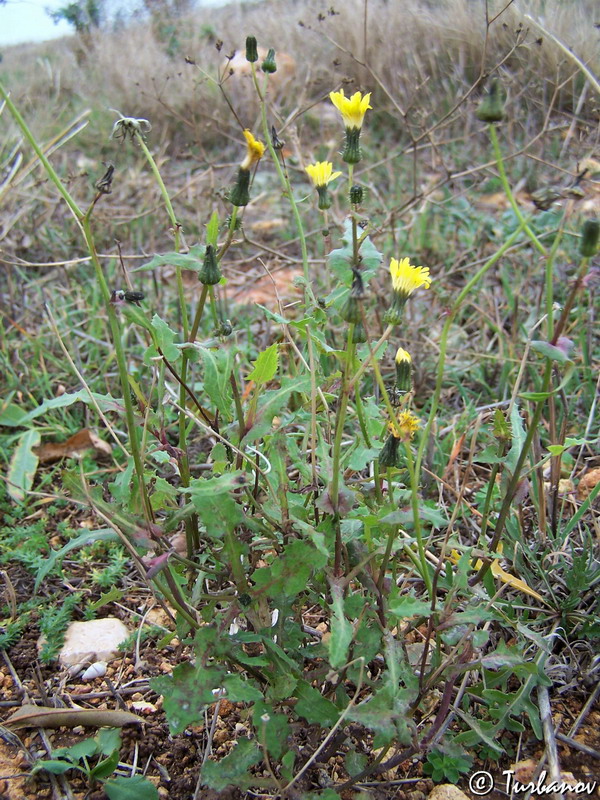 Изображение особи Sonchus oleraceus.