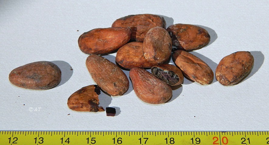 Image of Theobroma cacao specimen.
