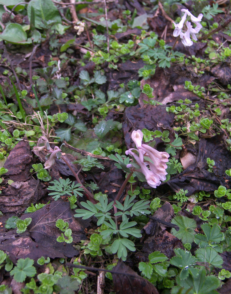 Image of Corydalis teberdensis specimen.