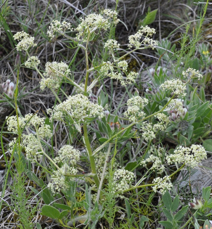 Image of Trinia glauca specimen.