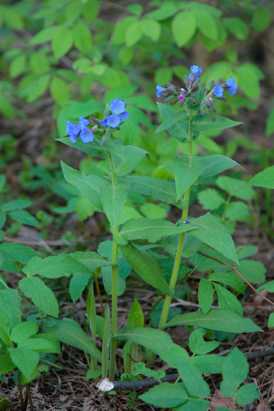 Изображение особи Pulmonaria obscura.