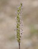 Plantago coronopus