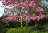 Tabebuia impetiginosa