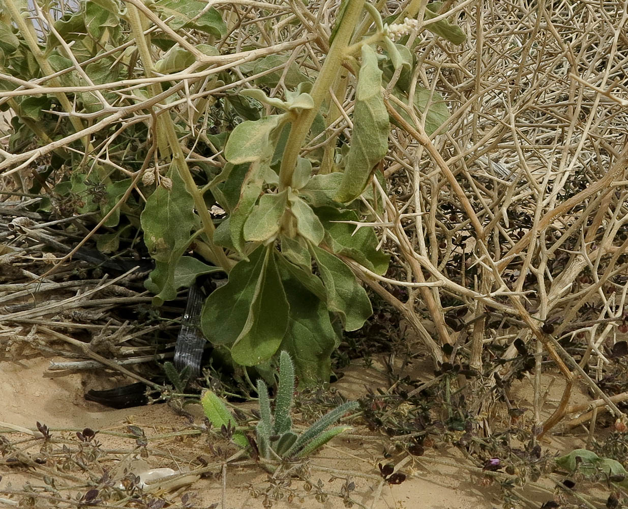 Image of Aerva javanica specimen.