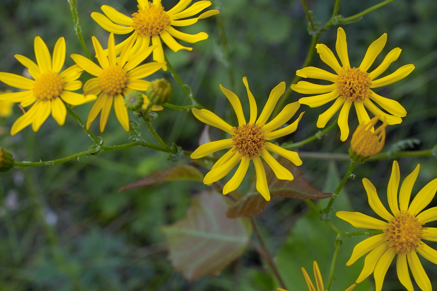 Image of genus Senecio specimen.