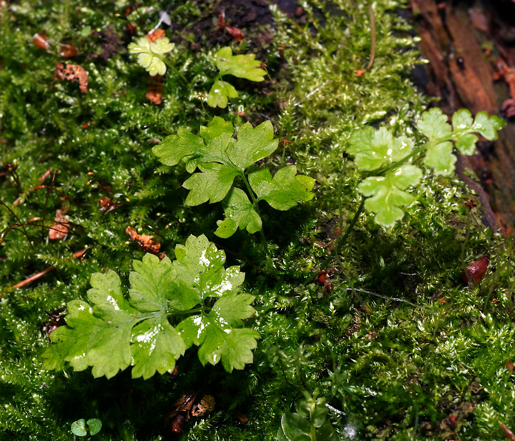 Image of genus Dryopteris specimen.