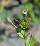 Lindernia procumbens