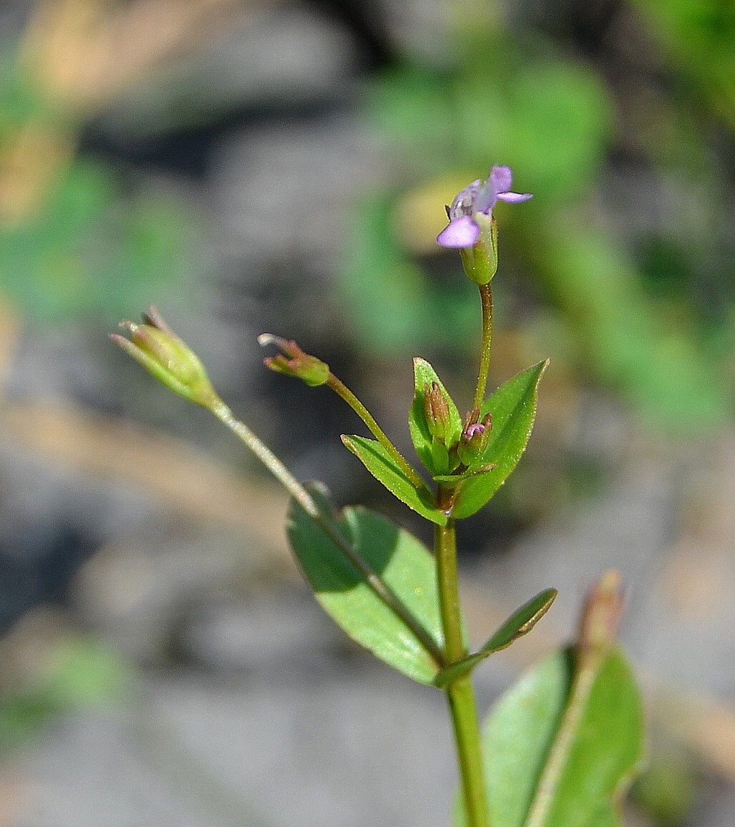 Image of Lindernia procumbens specimen.