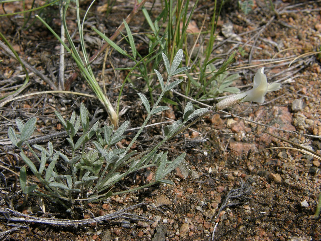 Image of Astragalus depauperatus specimen.