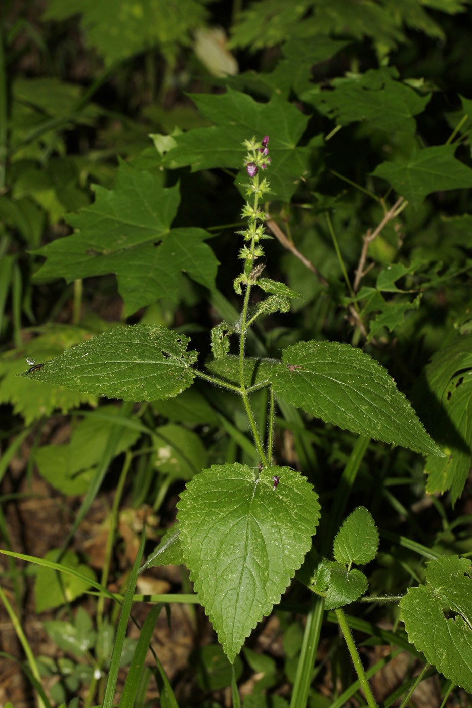 Изображение особи Stachys sylvatica.