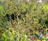 Filipendula ulmaria