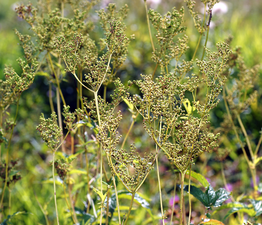 Изображение особи Filipendula ulmaria.