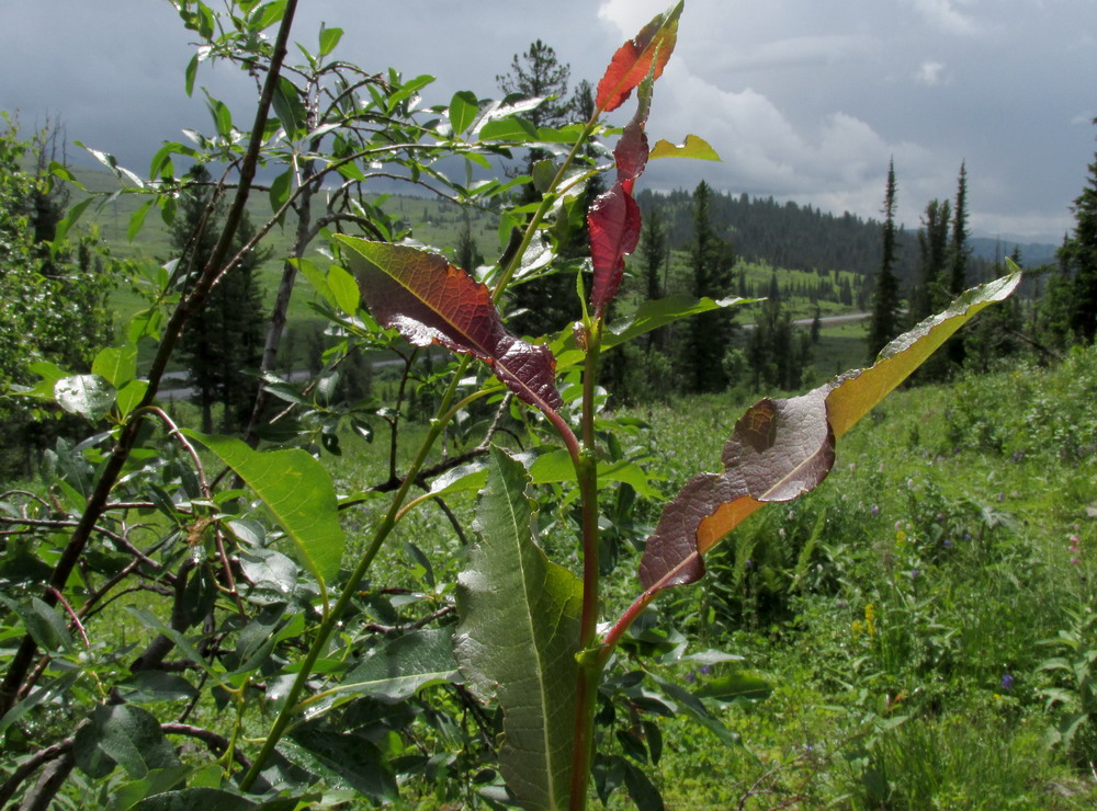 Изображение особи Salix jenisseensis.