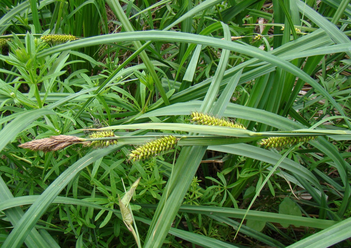 Изображение особи Carex riparia.