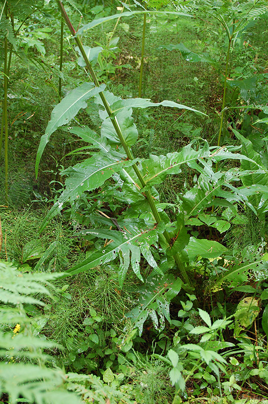 Изображение особи Cirsium heterophyllum.