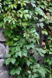 Parthenocissus quinquefolia. Побеги с незрелыми плодами. Северная Осетия, Владикавказ, в культуре. 04.07.2016.