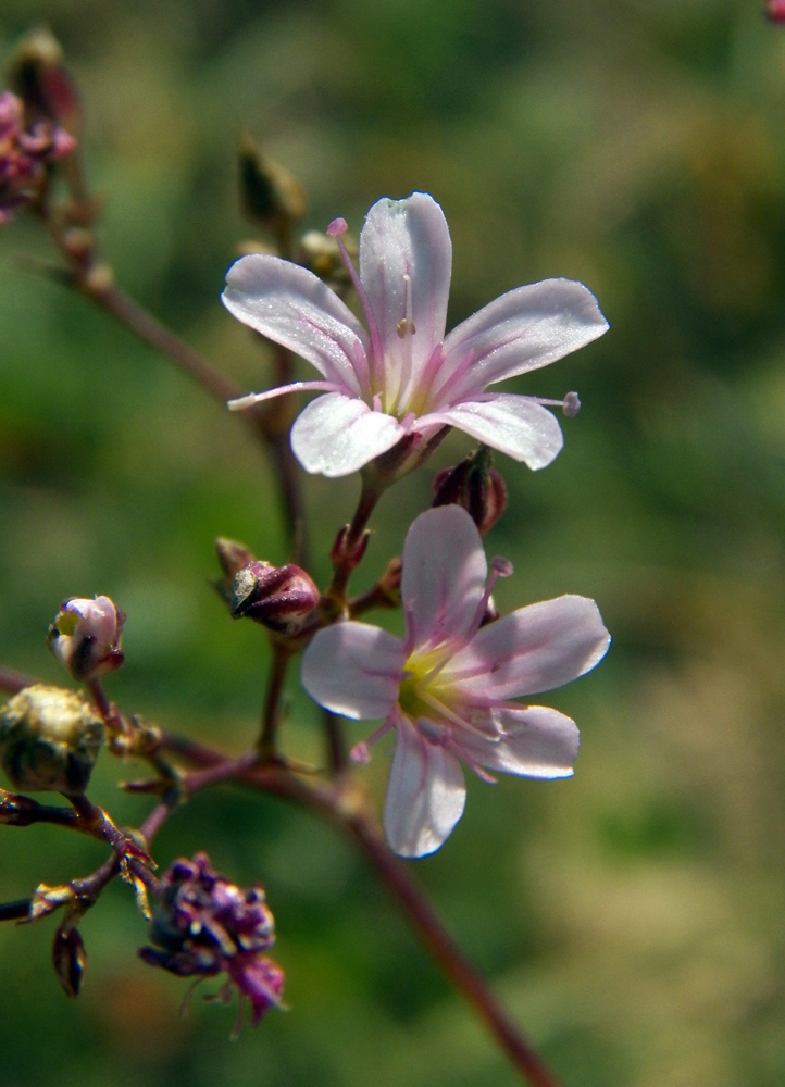 Изображение особи Gypsophila pacifica.