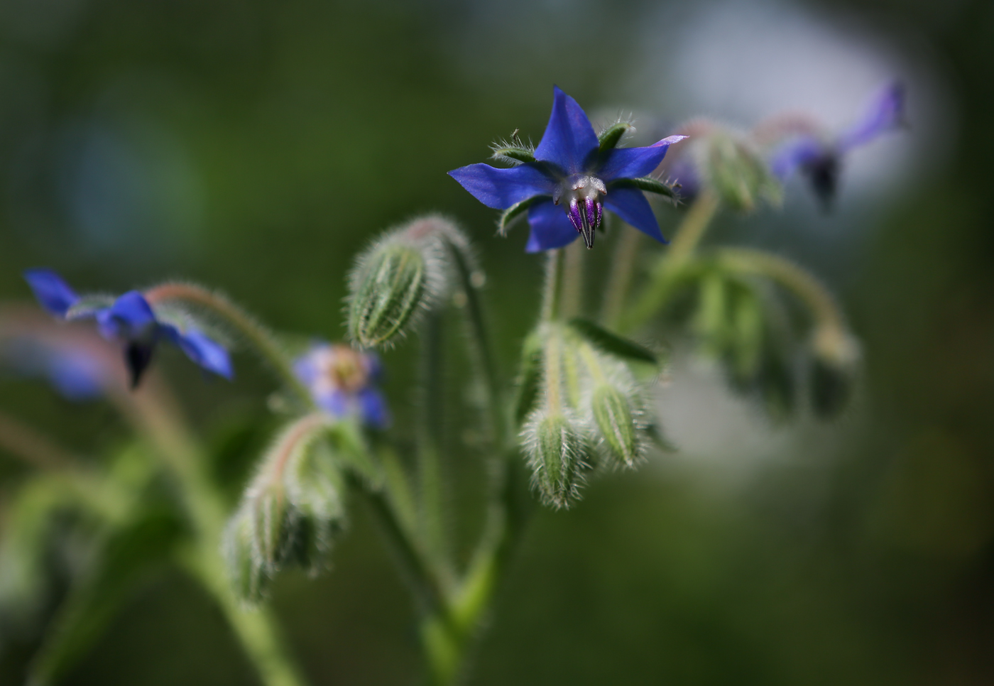 Изображение особи Borago officinalis.