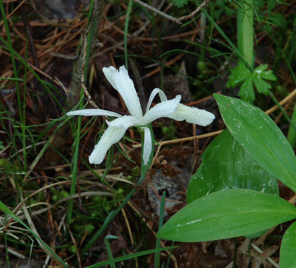 Image of Iris ruthenica specimen.