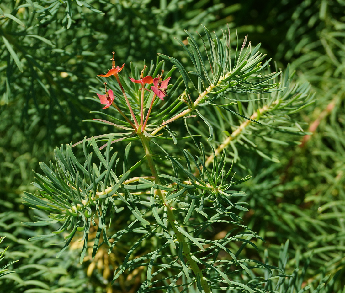 Image of Euphorbia cyparissias specimen.