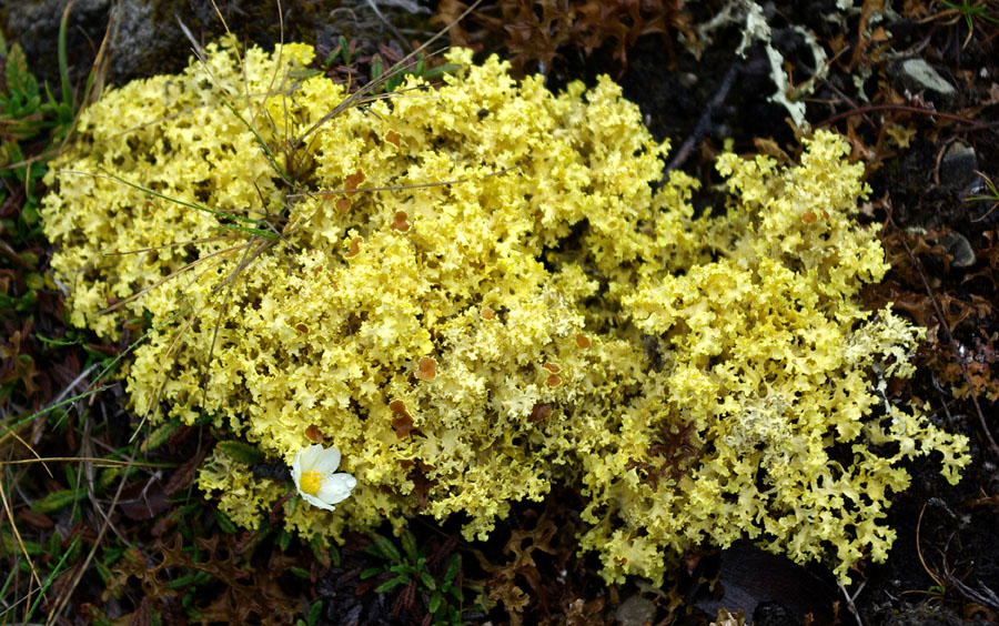 Image of genus Vulpicida specimen.