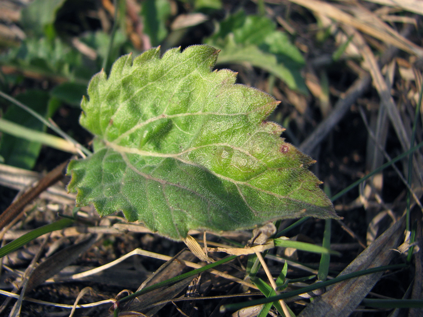 Image of genus Phalacroloma specimen.