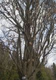 Quercus robur. Часть кроны. Украина, г. Киев, дендропарк. 15.03.2017.