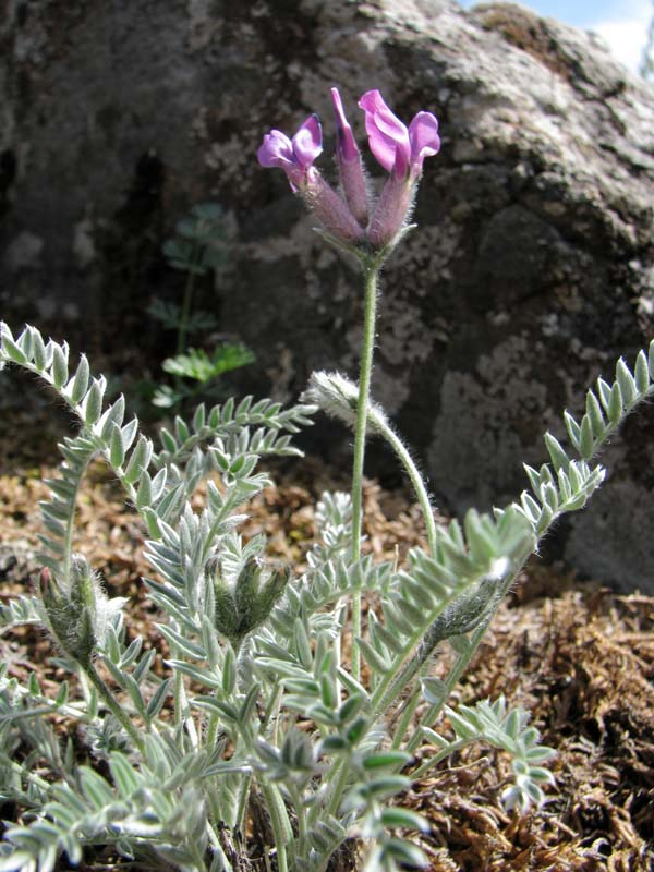 Изображение особи Oxytropis argentata ssp. brevidentata.